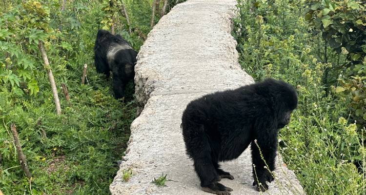 Deux gorilles marchant sur un sentier en béton entouré de verdure.