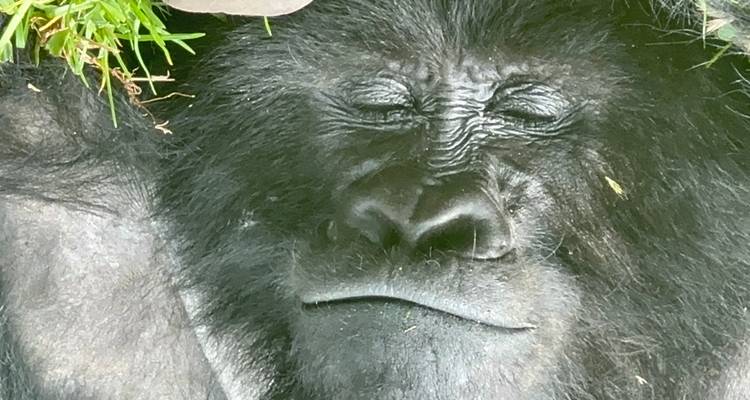 Gros plan d'un gorille couché sur le côté, semblant détendu.