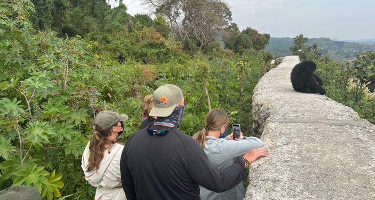 Des touristes prenant des photos d'un gorille assis sur un mur.