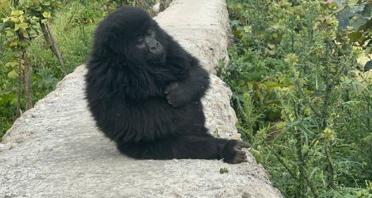 Gorille assis seul sur un sentier dans une forêt verte.