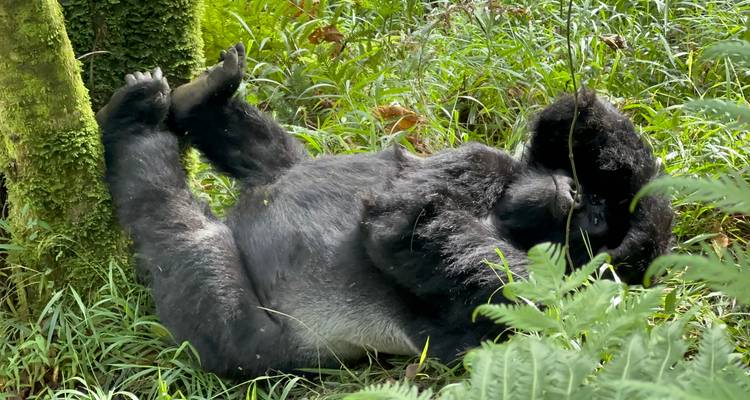 Gorille allongé sur le dos avec les pattes étendues dans la forêt.