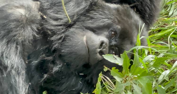 Gros plan d'un gorille se reposant sur le côté parmi le feuillage.