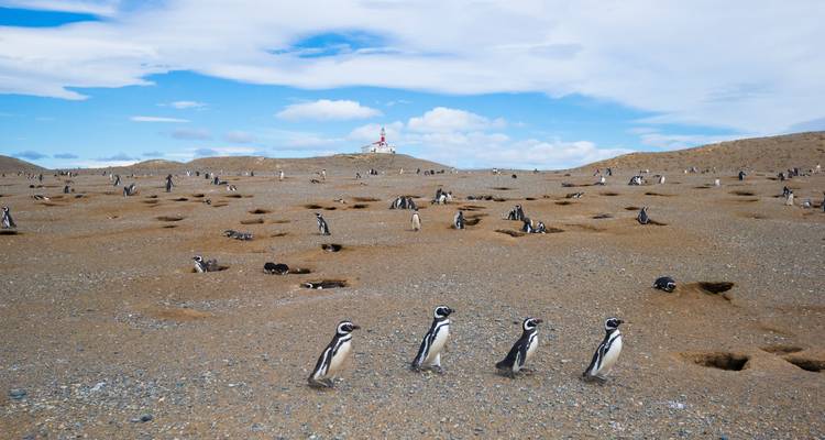 Pinguine auf einer felsigen Landschaft mit einem Leuchtturm in der Ferne.