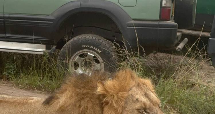 Lion se reposant près de véhicules de safari.