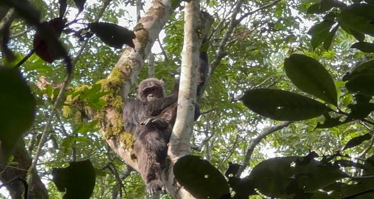 Chimpanzé se reposant sur les branches d'arbre.