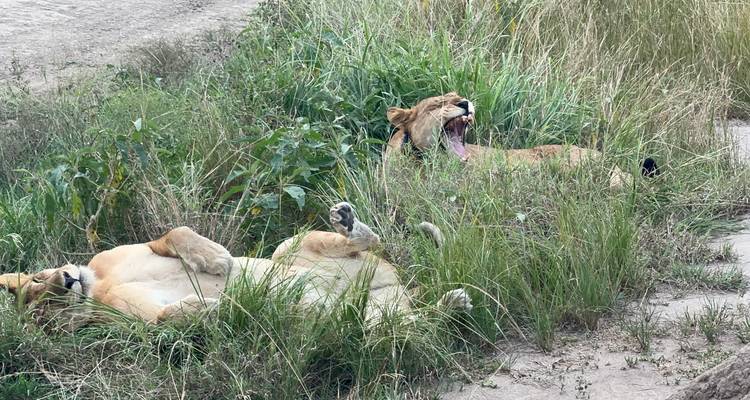 Des lions couchés dans l'herbe, l'un bâillant.