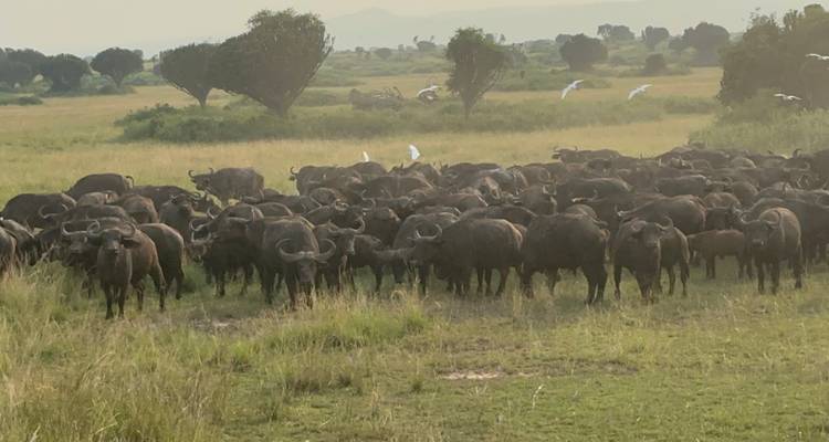 Troupeau de buffles dans un paysage de prairie.
