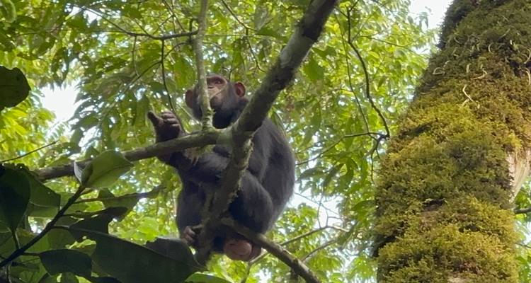 Des chimpanzés dans les arbres.