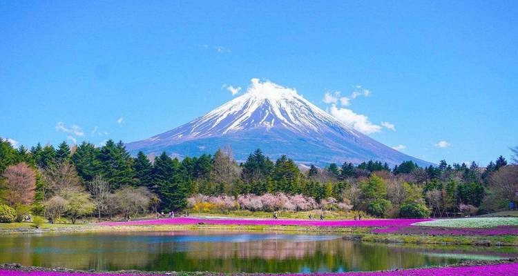 Des fleurs en fleurs avec le mont Fuji en arrière-plan sous un ciel dégagé.