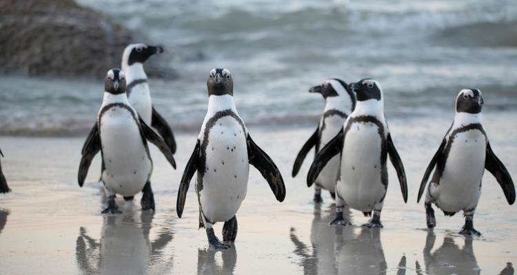 Group of penguins walking on a beach by the ocean.