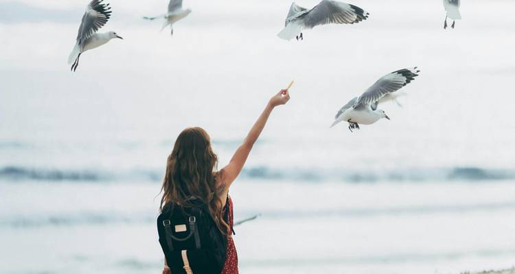 Person feeding seagulls on a beach.