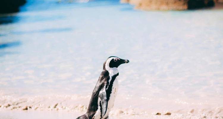 Single penguin standing on a sandy beach.