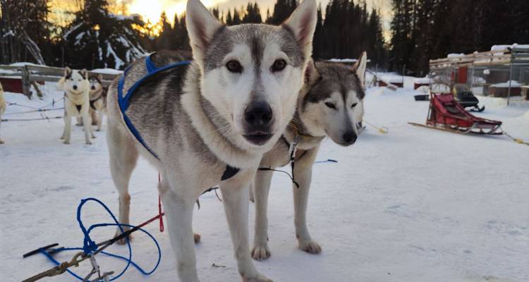 Sled dogs in the snow with a sled in the background at sunset.