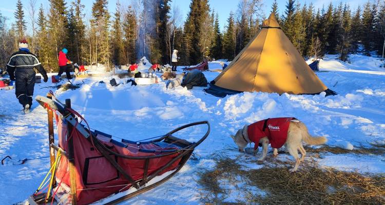 Sled dogs and sleds at a snowy campsite with a tent.