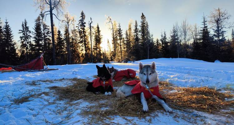 Two sled dogs resting on hay in a snowy landscape during sunset.