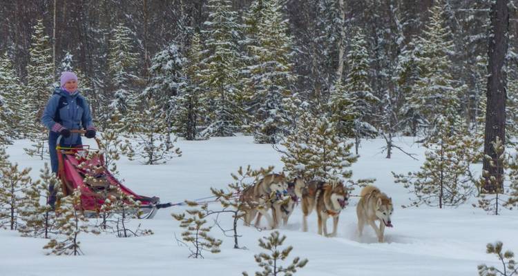 Woman mushing sled dogs through a snowy forest.