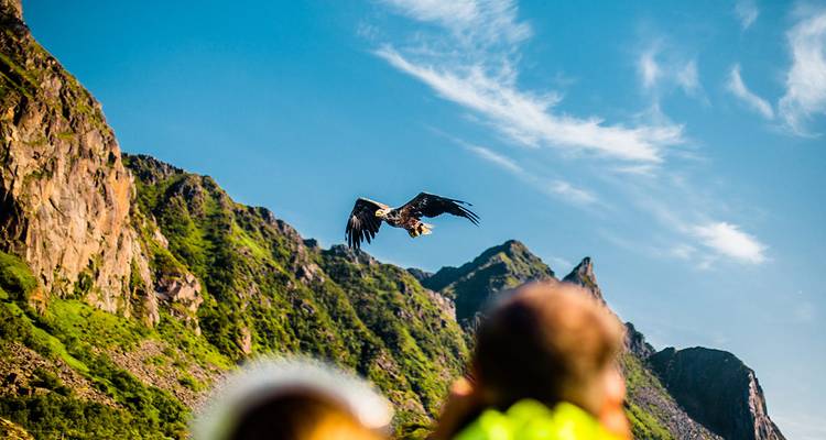 A bird flying over a mountainous landscape with people observing.