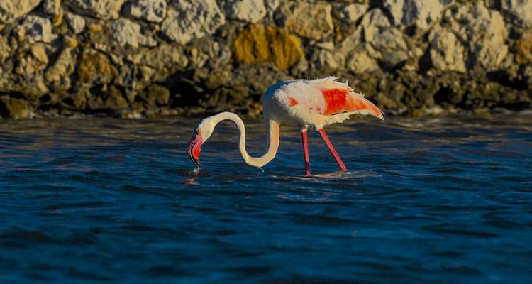 Un flamant rose solitaire debout dans l'eau avec la tête immergée, près d'un terrain rocheux.