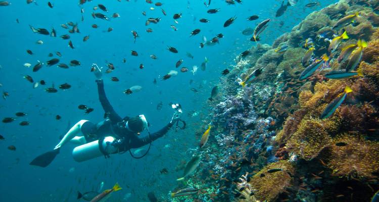 Taucher fotografiert ein lebendiges Korallenriff voller tropischer Fische