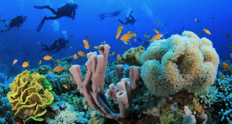 Gruppe von Tauchern, die einen farbenfrohen Korallengarten mit leuchtend orangen Fischen erkundet