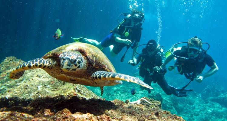 Meeresschildkröte schwimmt nahe einem felsigen Riff, begleitet von drei Tauchern