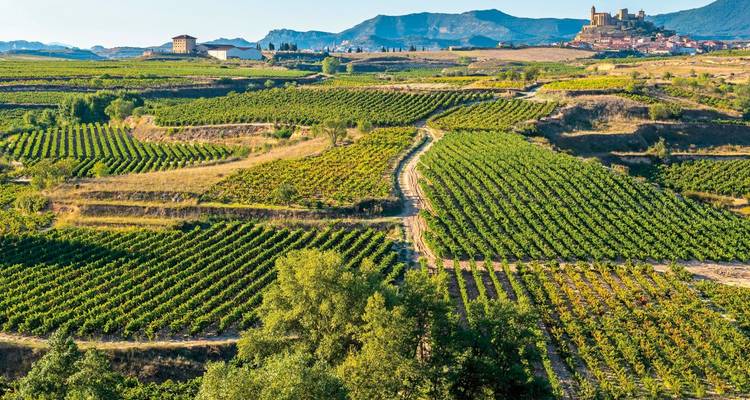Weitläufiger Blick auf Weinberge mit einem Schloss in der Ferne.