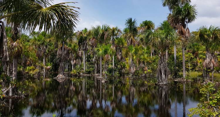 Forêt tropicale dense avec des palmiers se reflétant dans l'eau.