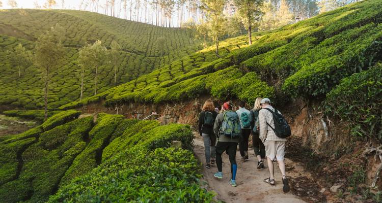 Group of tourists trekking through a tea plantation.