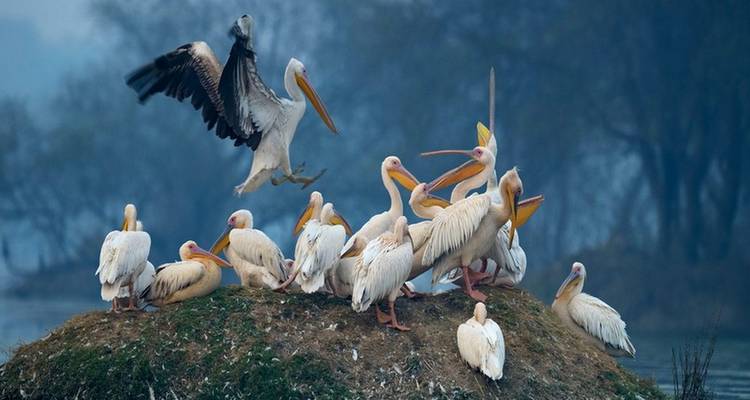 Group of pelicans gathered on a grassy patch.