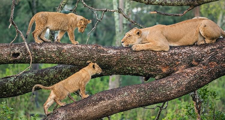 Leona con cachorros en la rama de un árbol.
