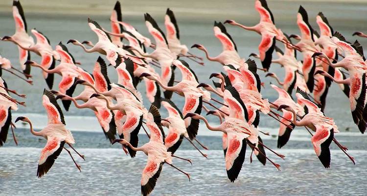 Grupo de flamencos en vuelo sobre el agua.