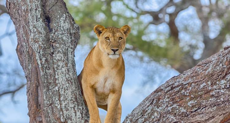 León posado en la rama de un árbol.