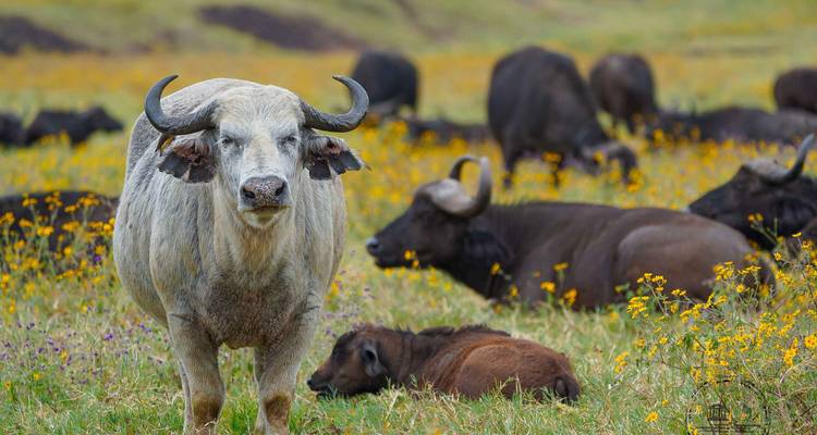 Buffaloes in a field with flowering plants.