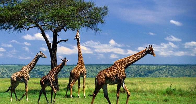 Group of giraffes walking in the savannah under a blue sky.