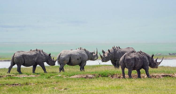 Group of rhinos with birds perched on their backs.