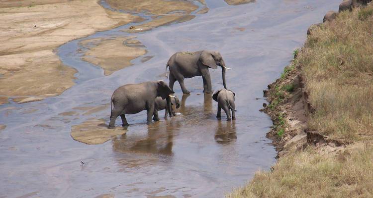Famille d'éléphants traversant une rivière peu profonde.