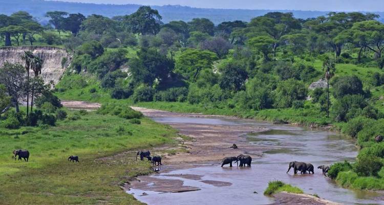 Éléphants près d'une rivière dans un paysage verdoyant et luxuriant.