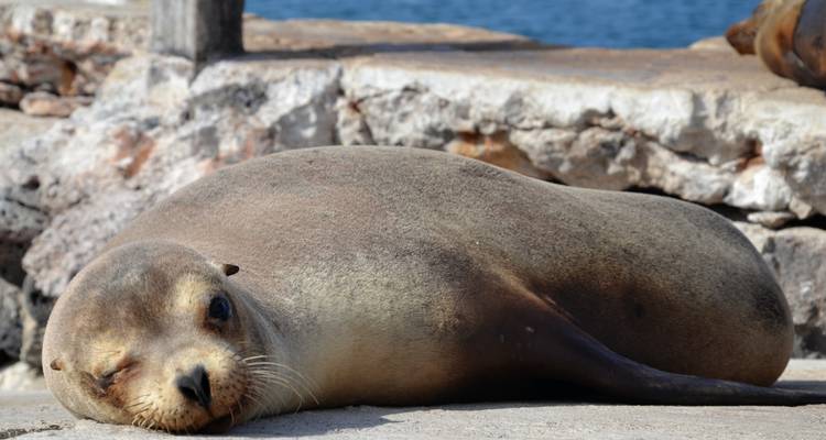 Sea lion resting on a rocky ledge by the sea.