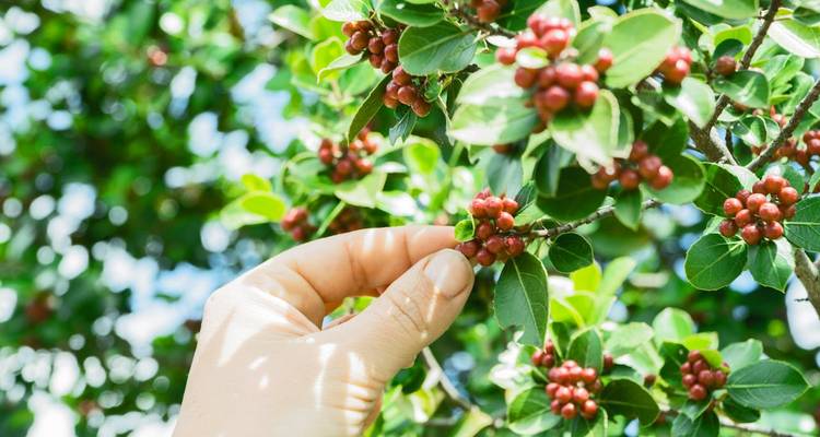 Hand picking fruit berries from a tree.