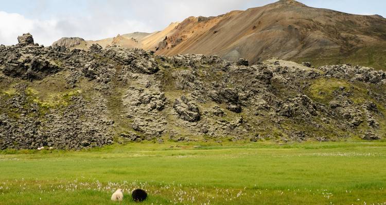 Pâturage vert avec moutons et montagnes rocheuses.