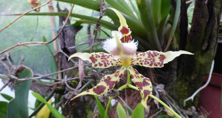Close-up of a uniquely patterned orchid in a natural setting.