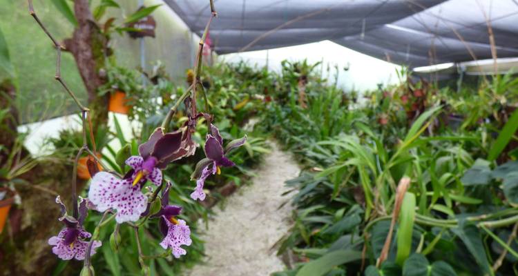 Pathway through a lush greenhouse filled with various plants and flowers.