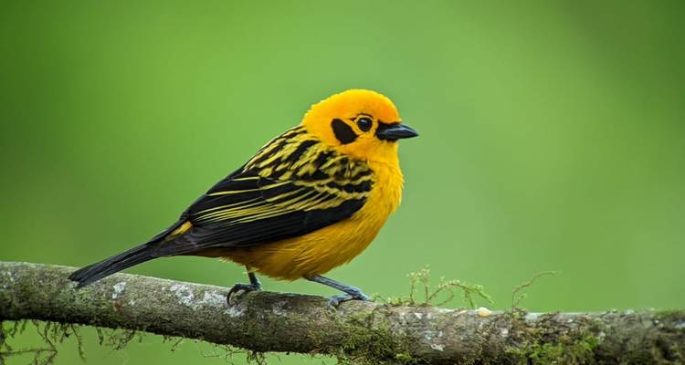 Vibrant yellow and black bird perched on a branch against green background.