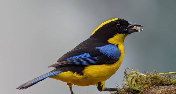 Black and yellow bird holding food, perched on a branch.
