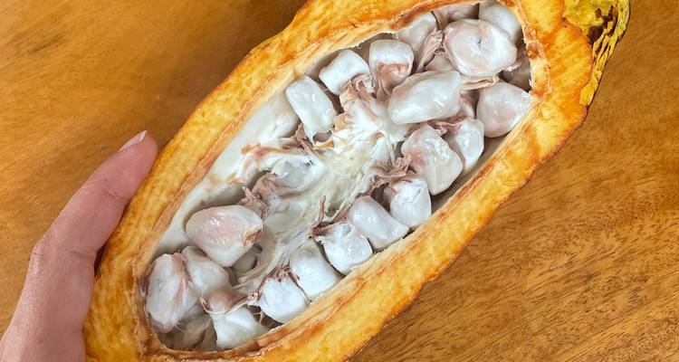 Open cacao fruit showing seeds, held by a hand.