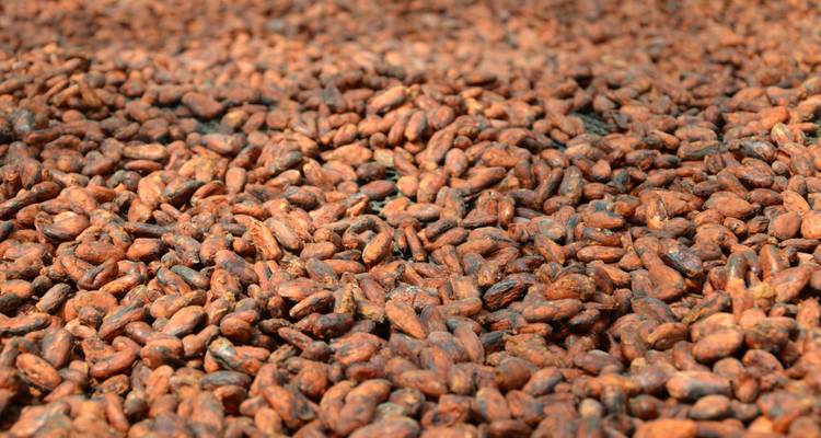 Large pile of dried cacao beans.
