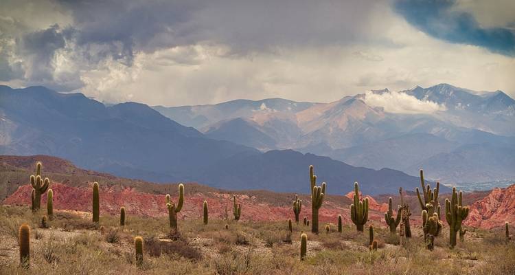 Woestijnlandschap met cactussen en bergen op de achtergrond.