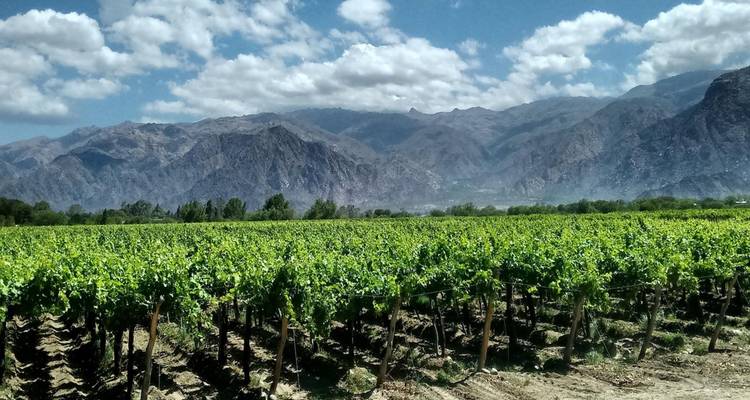 Wijngaard met bergen op de achtergrond.