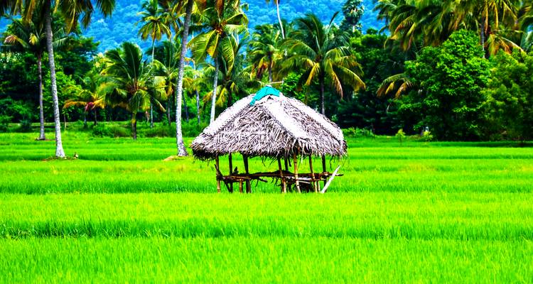 Hütte in einem grünen Reisfeld, umgeben von Palmen.