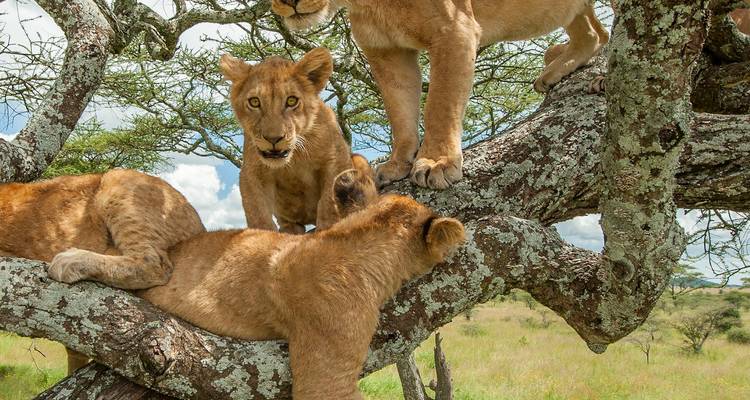 Young lions playing on a tree.
